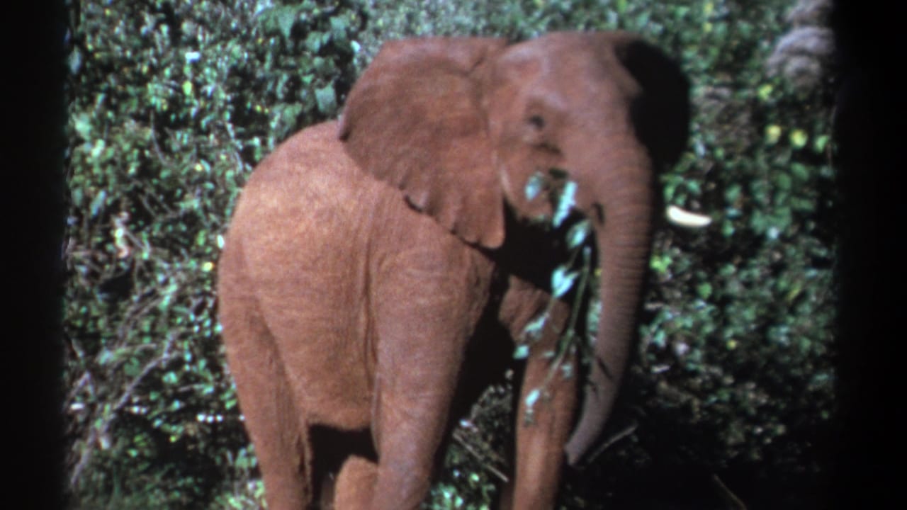 Young elephant holding leaves with its trunk in dense green forest.