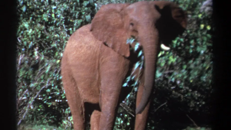 Young elephant in a Kenyan forest setting, 1969, facing the camera with leaves held against its mouth by its trunk.
