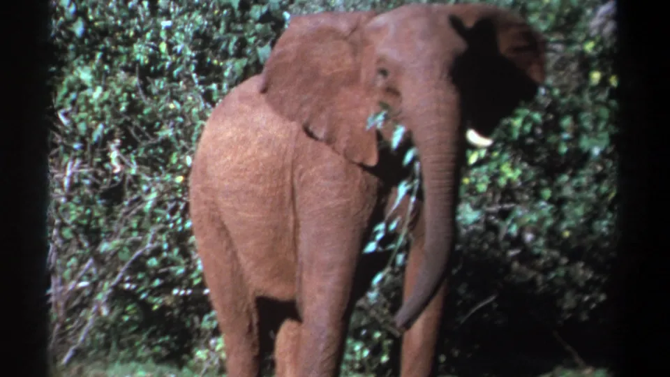 Young elephant in Kenya, 1969, standing in forest vegetation with its trunk lowered around a bundle of leaves.