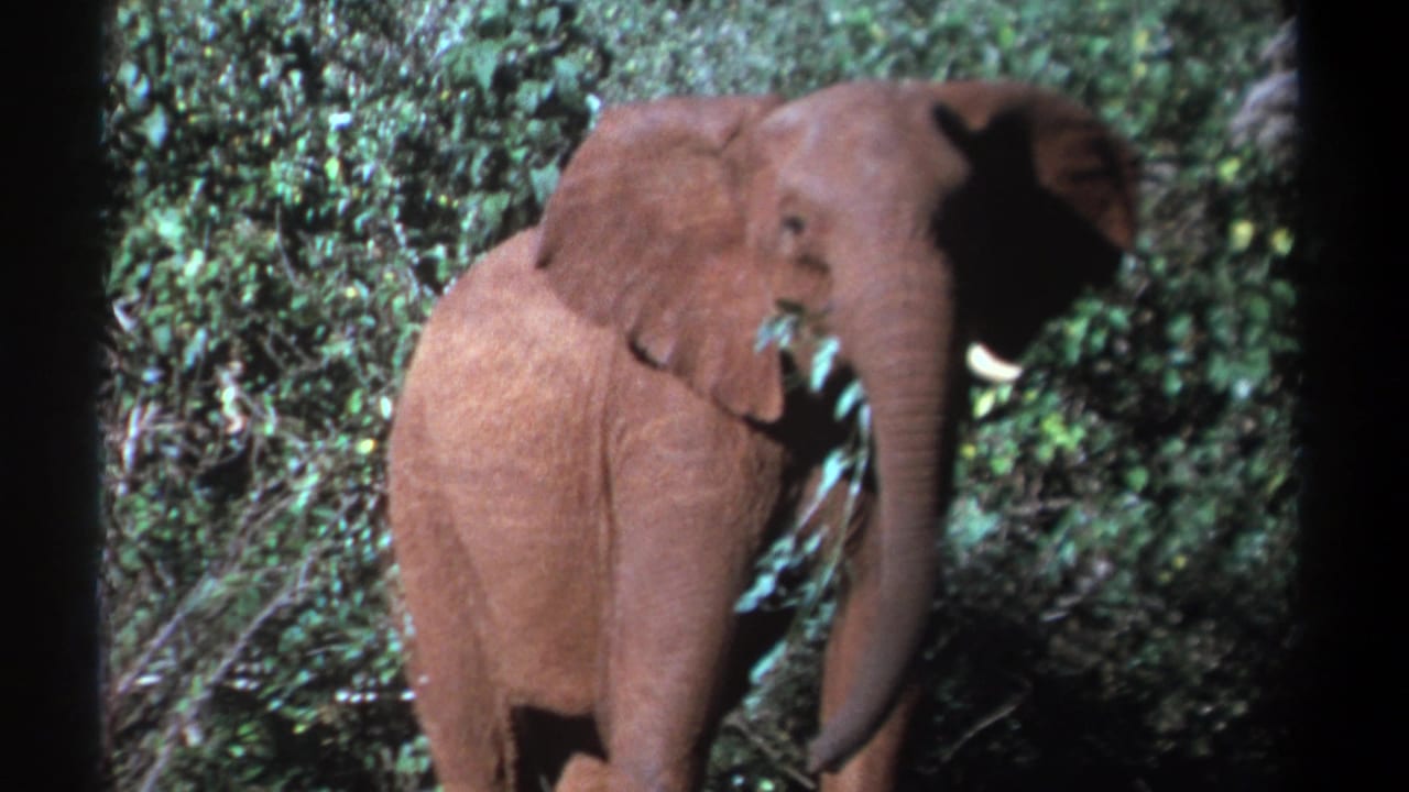 1969 Kenya 8mm frame showing an elephant in dense greenery, facing the camera while holding leafy branches near its mouth.