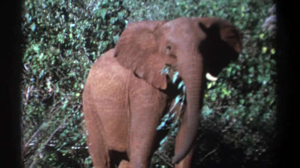 1969 Kenya 8mm frame showing an elephant in dense greenery, facing the camera while holding leafy branches near its mouth.