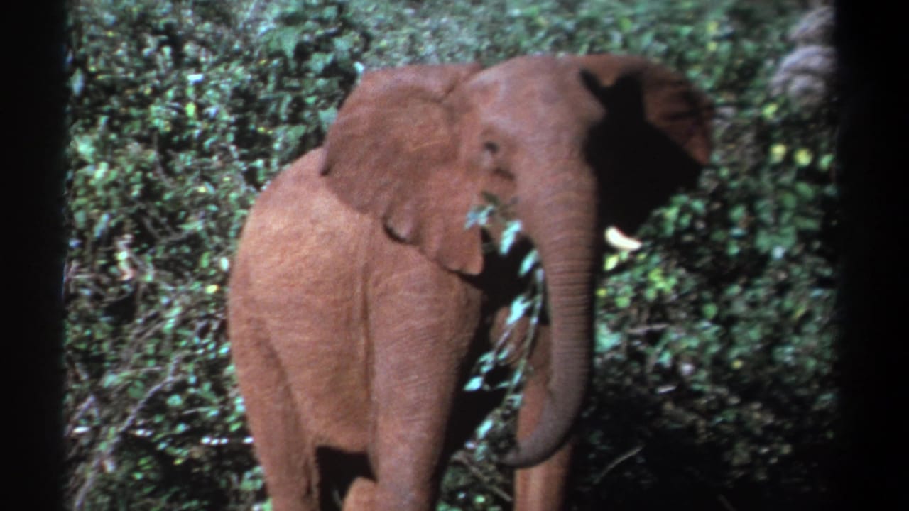 Elephant partly turned in thick greenery with its trunk down and leaves at its mouth.