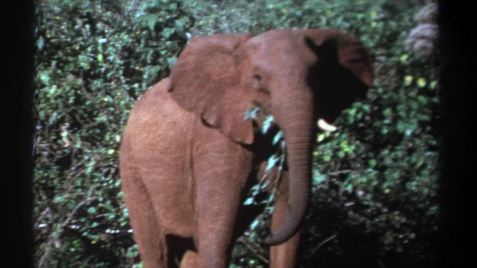1969 Kenya 8mm frame with an elephant standing in forest vegetation, tusks visible and leaves gathered near its mouth.