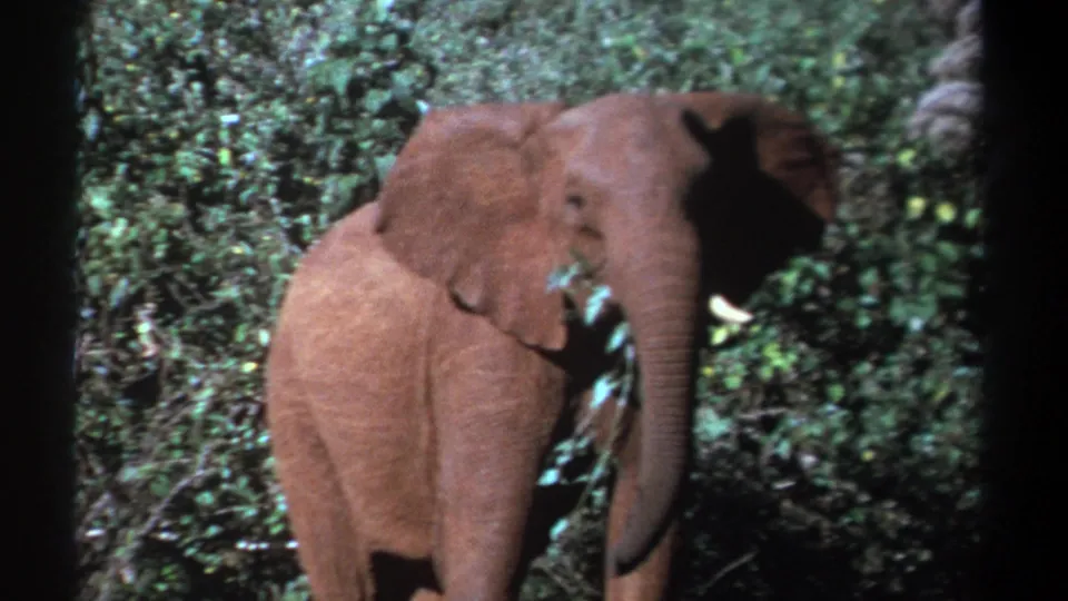 1969 Kenya 8mm frame showing a close view of an elephant with reddish-brown film color cast against dense foliage.