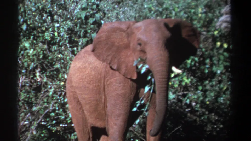 1969 Kenya 8mm frame of an elephant facing the camera in dense greenery, with tusks and leaves visible near its mouth.