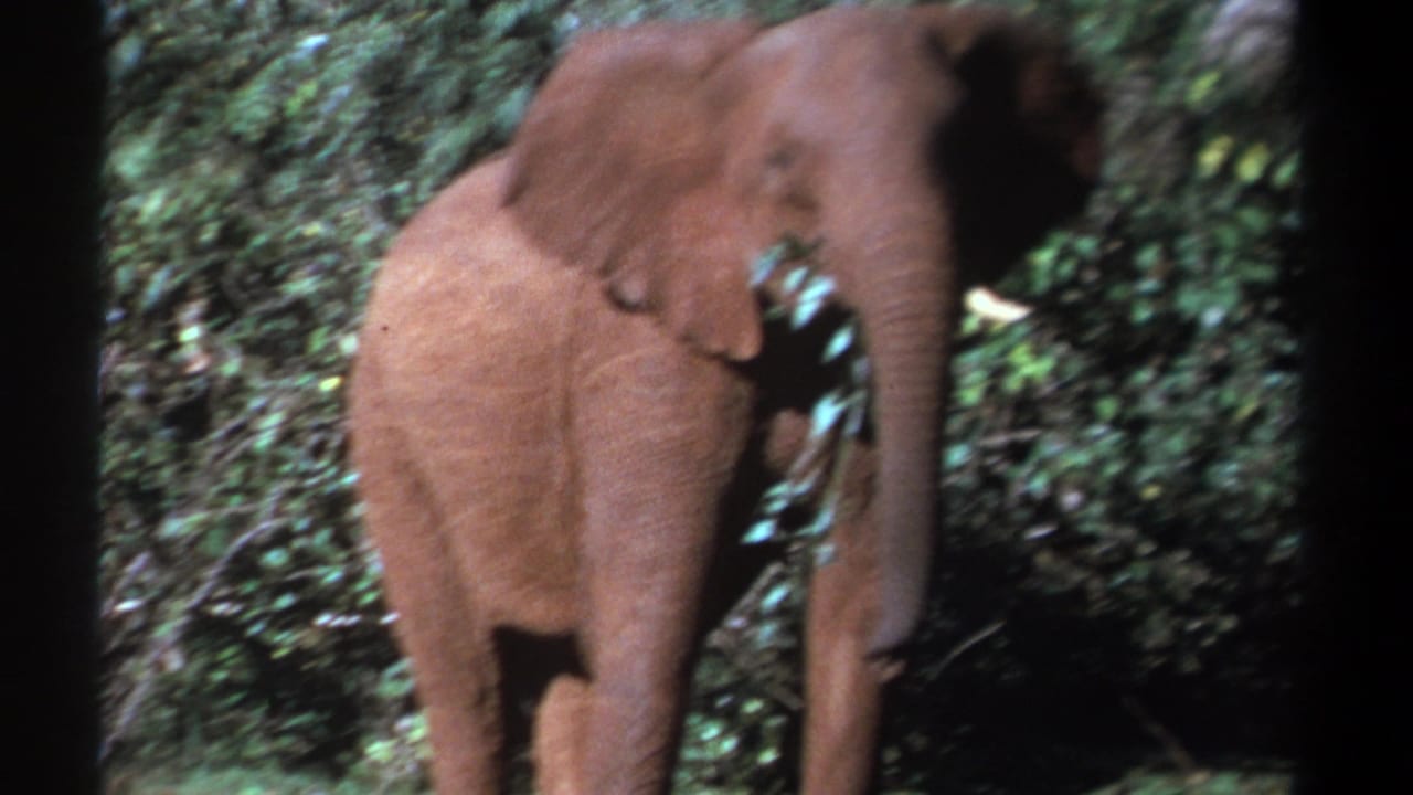 In Kenya 1969 8mm footage, a young reddish-brown elephant stands close in leafy cover with a branch near its trunk.