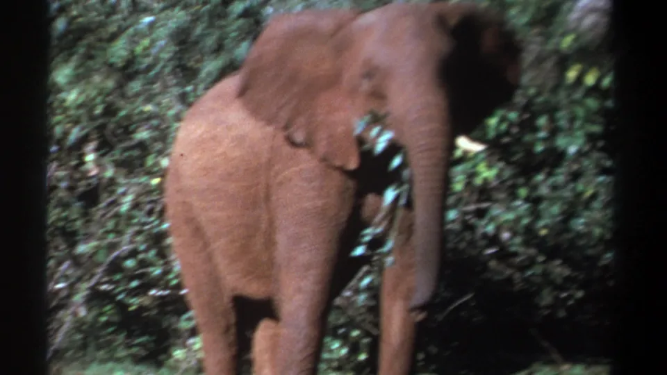 In Kenya 1969 8mm footage, a young reddish-brown elephant stands close in leafy cover with a branch near its trunk.
