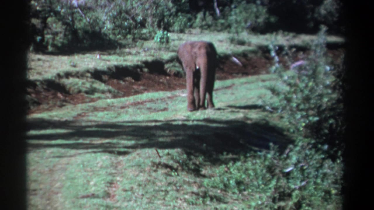 Young elephant standing alone on a grassy clearing bordered by shrubs.