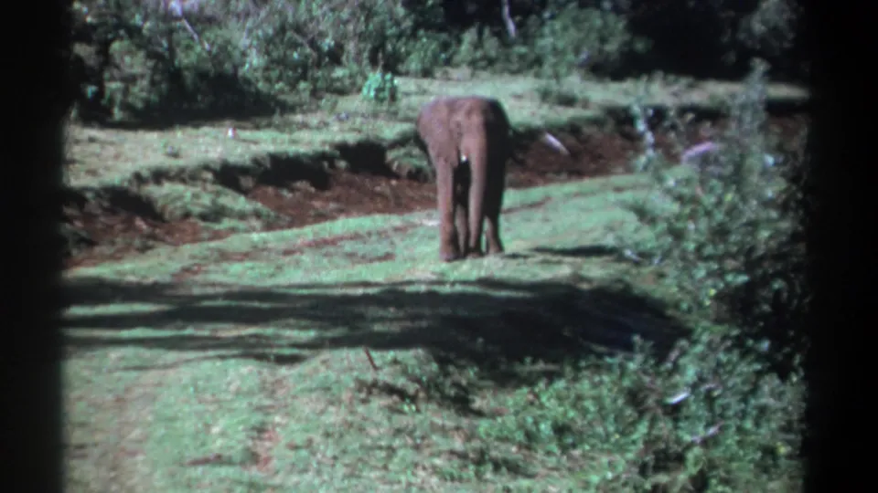 A young elephant stands alone on a sunlit grassy slope in Kenya, framed by shrubs and tree shade in 1969 8mm footage.