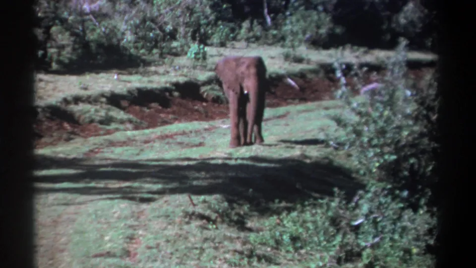 The young elephant faces the camera from a distance on a green slope, surrounded by brush in the Kenya 1969 home-movie shot.