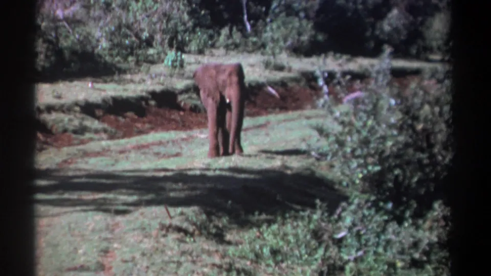 A young elephant remains alone in the grassy clearing, with shrubs, reddish soil, and deep shade visible in the 1969 Kenya 8mm frame.