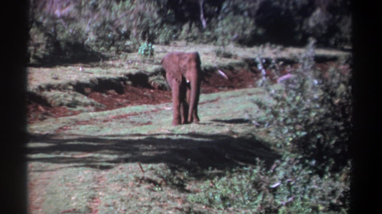 Solitary elephant standing in a grassy clearing with trees behind it.