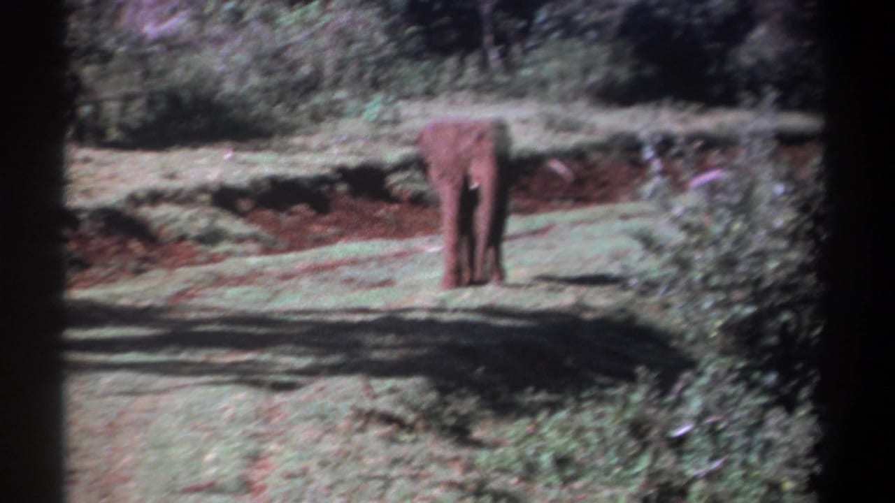 Distant elephant standing still in a field near brush and trees.