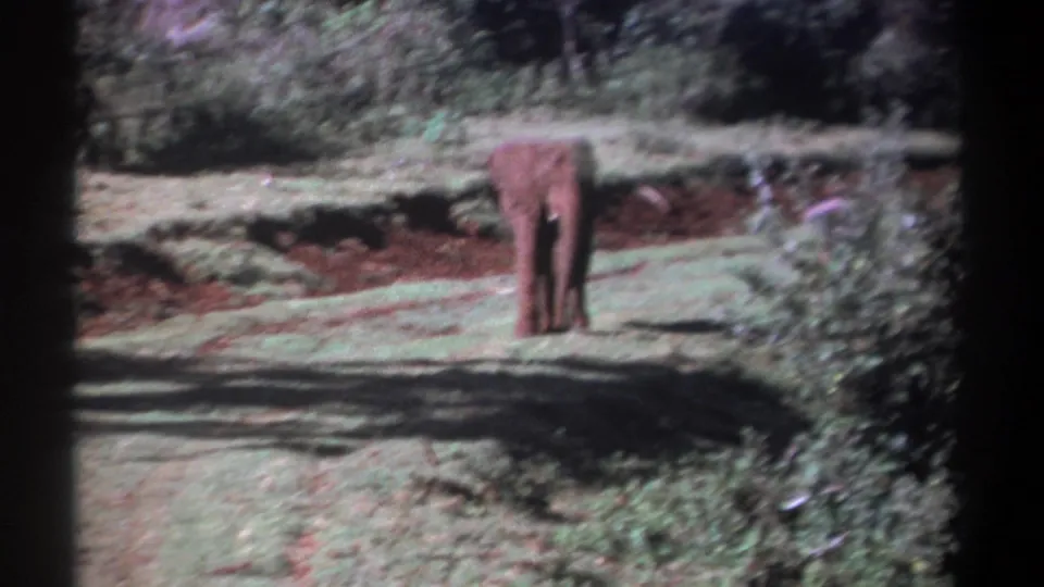 1969 Kenya 8mm frame with a stationary elephant centered in a grassy field, seen from a visitor-like distance.