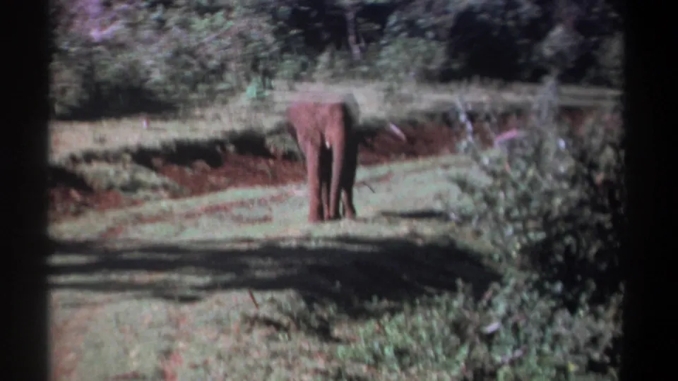 Soft 8mm frame from Kenya in 1969 showing a lone elephant in a green clearing with trees beyond.