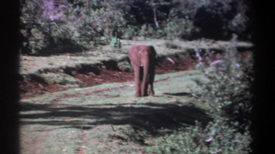 1969 Kenya home-movie frame of a solitary elephant standing in a grassy clearing, with brush and trees around it.