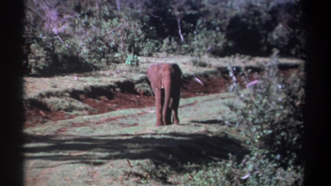 1969 Kenya 8mm frame showing an elephant walking away along a dirt track through a wooded grassy area.