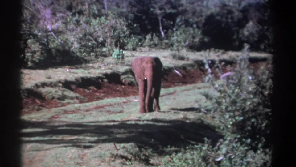 1969 Kenya 8mm frame showing an elephant walking away along a dirt track through a wooded grassy area.