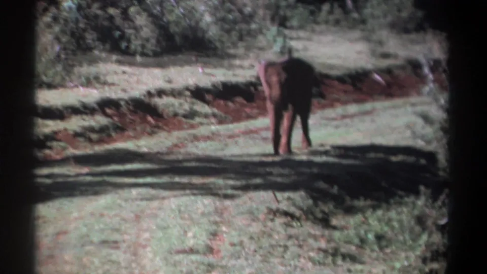 1969 Kenya home-movie frame with an elephant walking down a pale dirt road beside dense brush and trees.