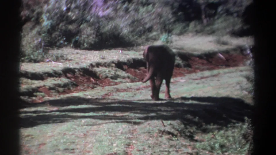 1969 Kenya 8mm frame showing the elephant from behind on a shadowed dirt road in a wooded clearing.