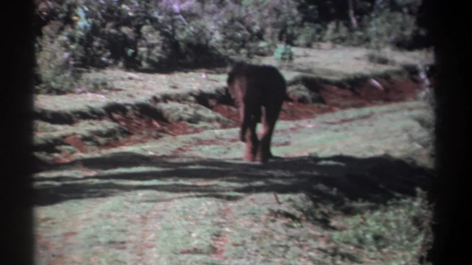 1969 Kenya travel-film frame with an elephant walking away on a dirt road framed by grass, brush, and trees.