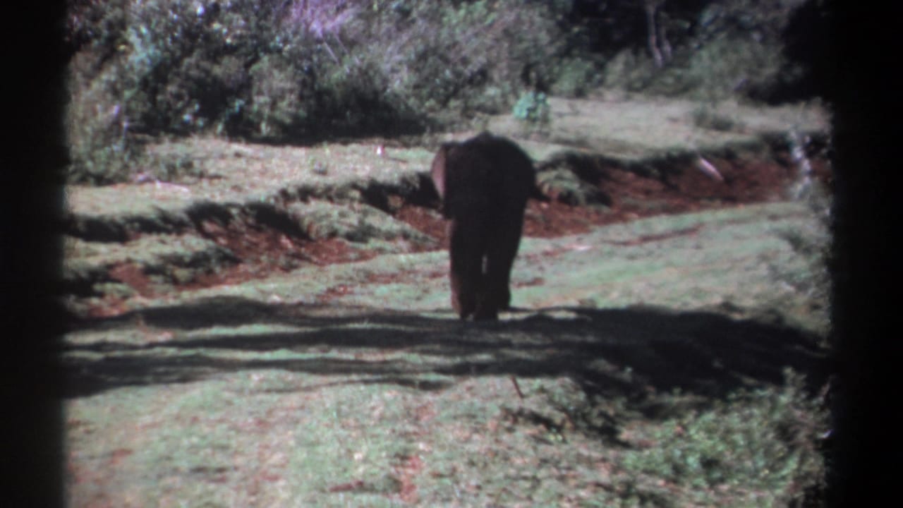 1969 Kenya 8mm frame showing an African elephant from behind as it walks away through grass and dappled shade.