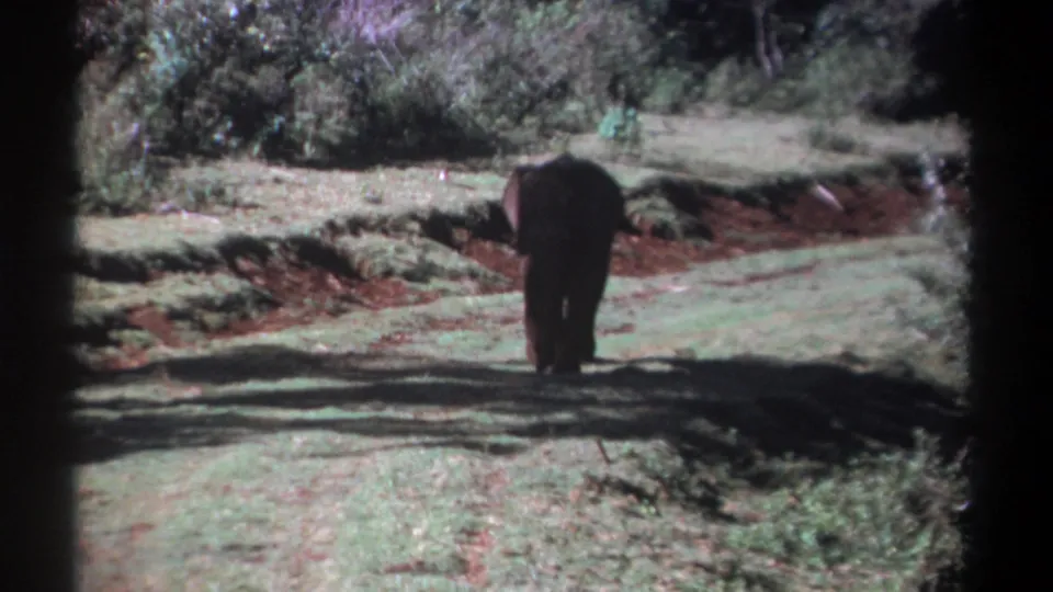 1969 Kenya 8mm frame showing an African elephant from behind as it walks away through grass and dappled shade.