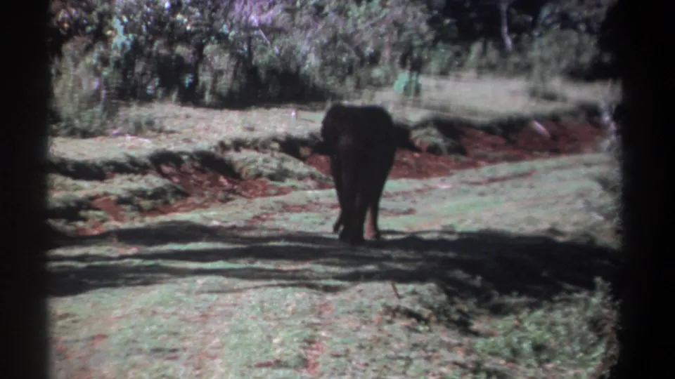1969 Kenya 8mm view of an elephant receding across a sunlit grassy track with shrubs and trees in the background.