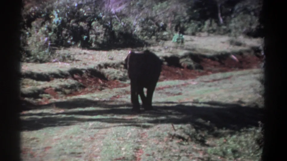 1969 Kenya 8mm frame showing the elephant centered from behind, moving away through grass with trees and shrubs beyond.