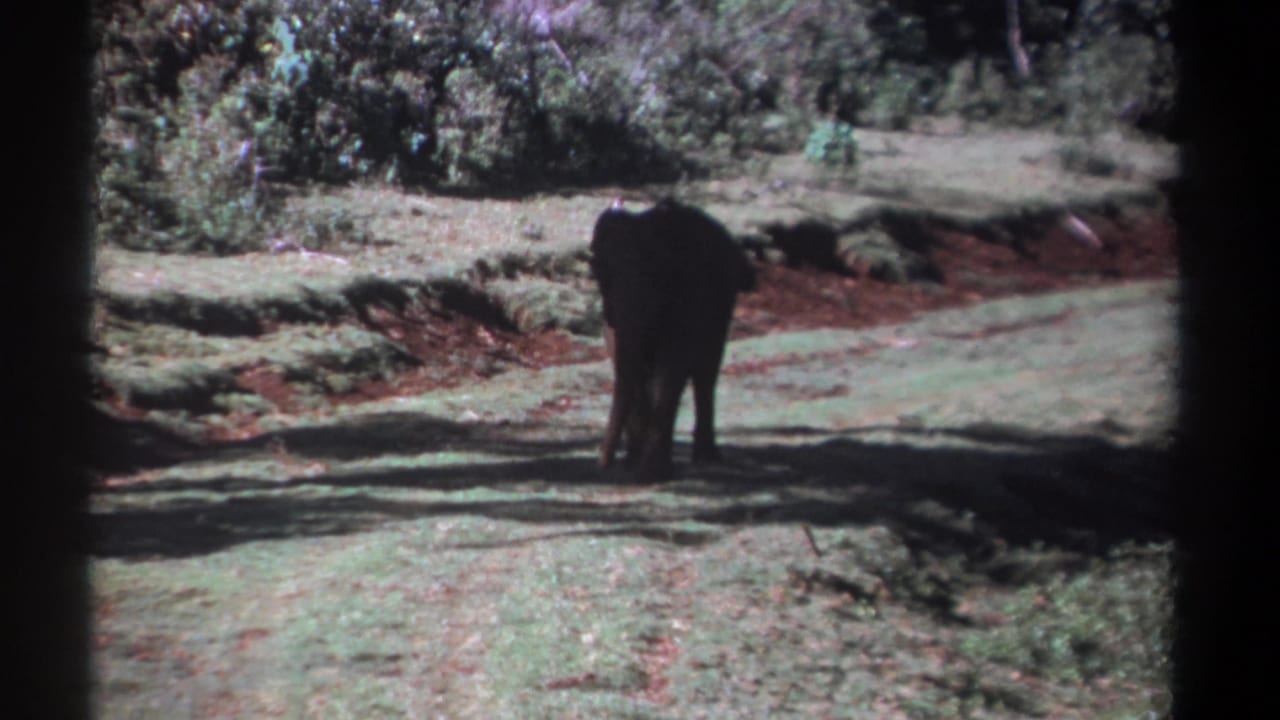 Young elephant walking away on a dirt path bordered by grass and shrubs.