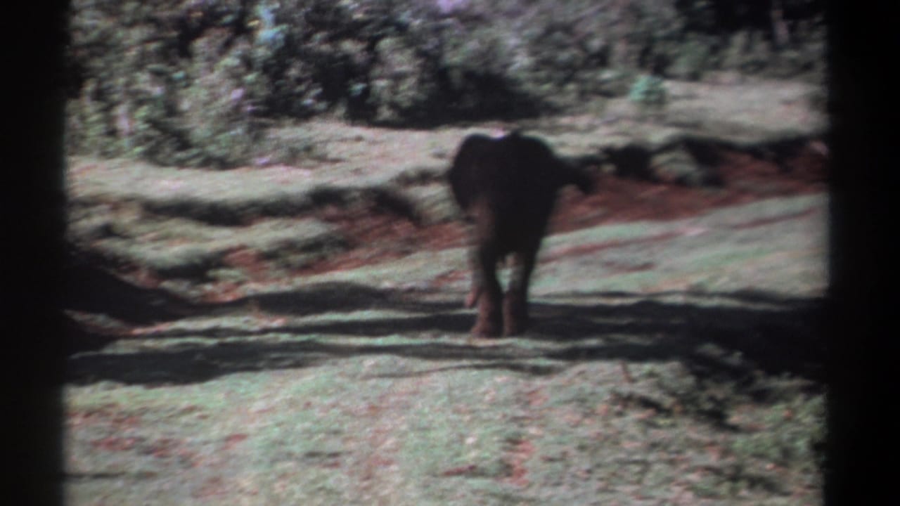 Elephant farther down a dirt track with bright ground and dense shrubs behind it.