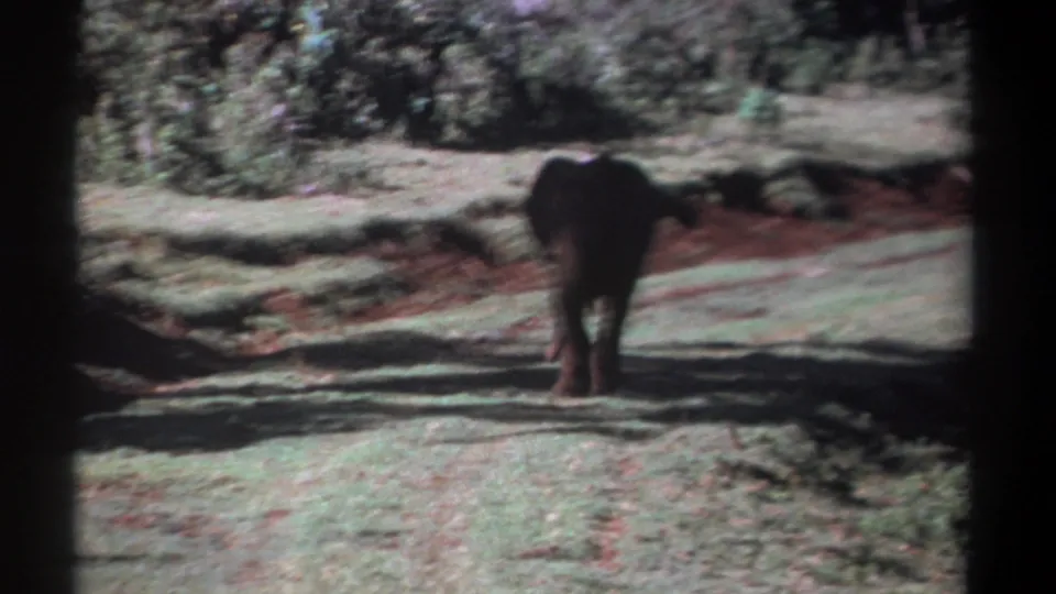 1969 Kenya 8mm frame with a young elephant centered on a dirt road, surrounded by grass, shrubs, and mottled shade.