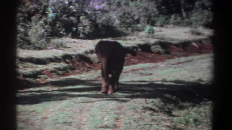 1969 Kenya 8mm frame showing the rear view of a young elephant on a rough dirt path amid grass, shrubs, and tree shadow.