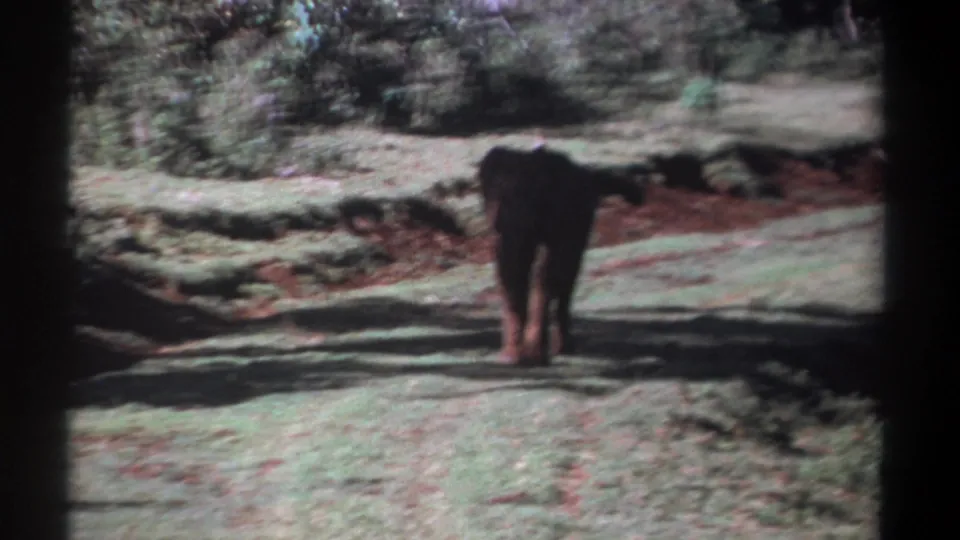 1969 Kenya 8mm frame of a lone young elephant receding along a pale dirt road, with shrubs and shaded ground in view.