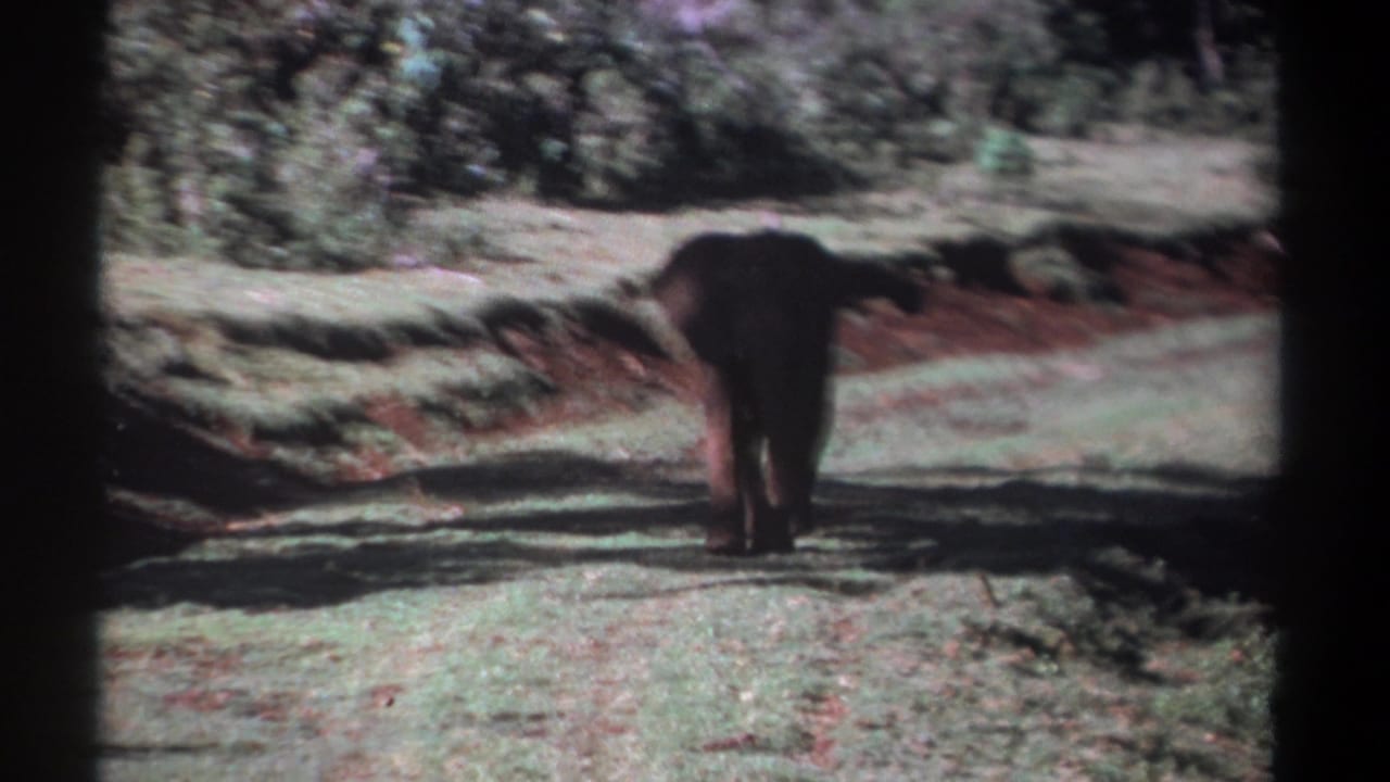 In 1969 Kenya footage, a young elephant walks away from the camera across sunlit grass near low shrubs.