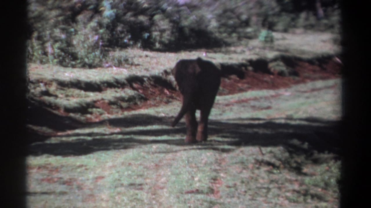 Young elephant farther away on grass beside reddish soil and bushes.