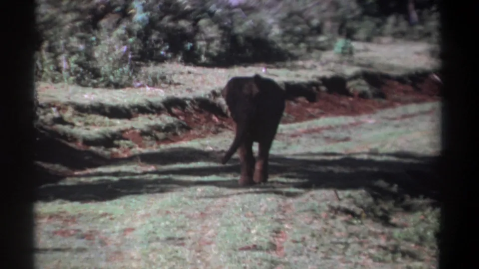 The young elephant continues away across the Kenya grassland, framed by reddish earth and dense bushes.