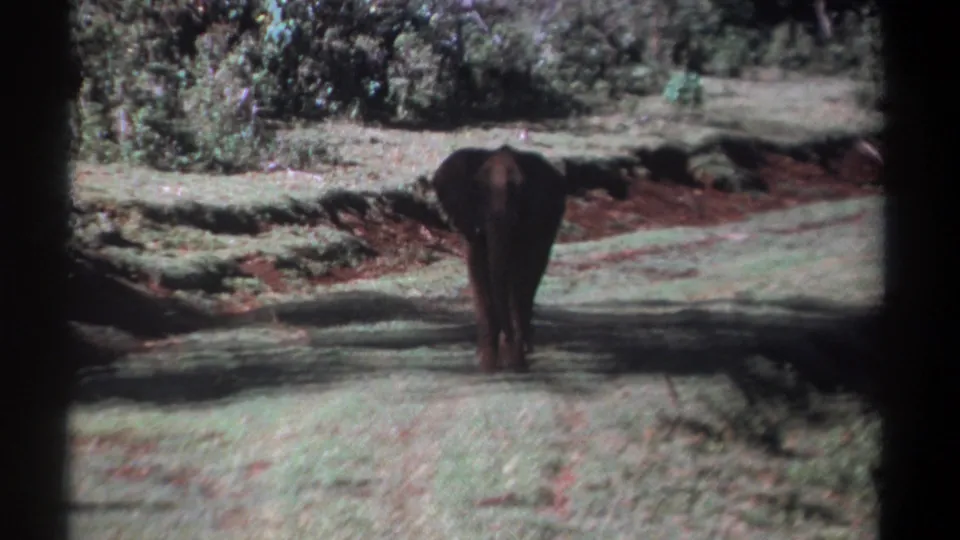 A rear view of the young elephant shows it centered on pale grass, moving toward shrubs in the 1969 Kenya scene.