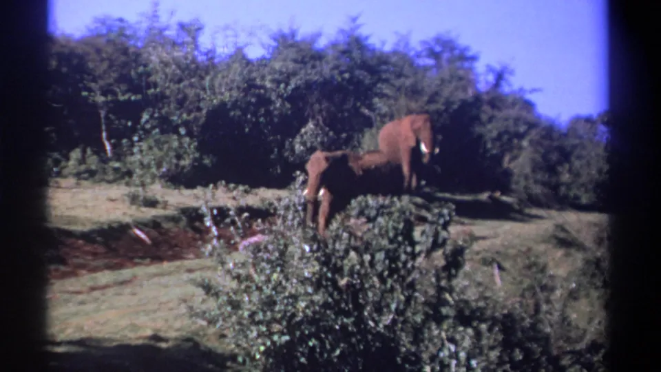 The final frame shows a second tusked elephant near the brush while another elephant stands lower in the grassy foreground.