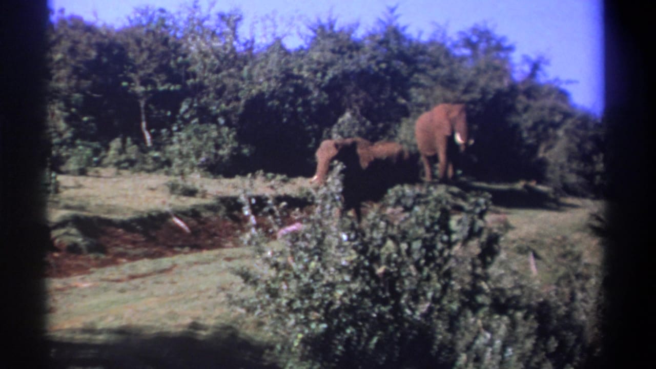 Three elephants on a grassy ridge with trees and scrub behind them.