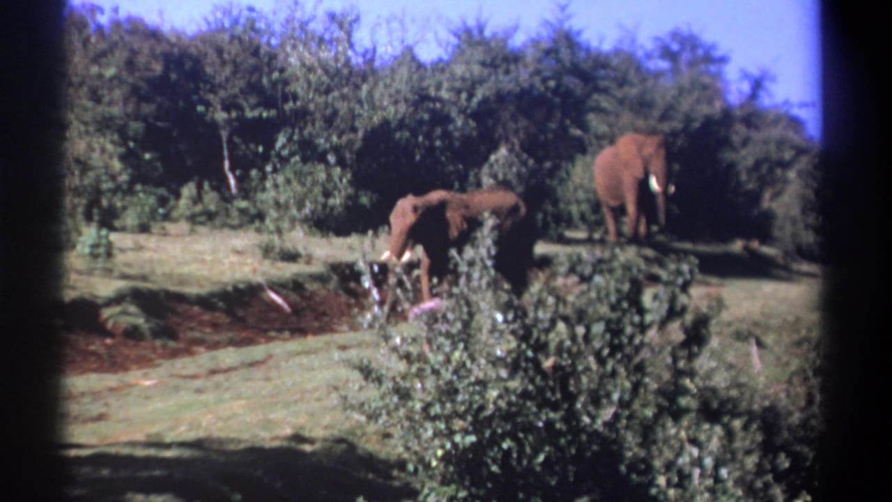 Two elephants near the center and one elephant farther right on the ridge.