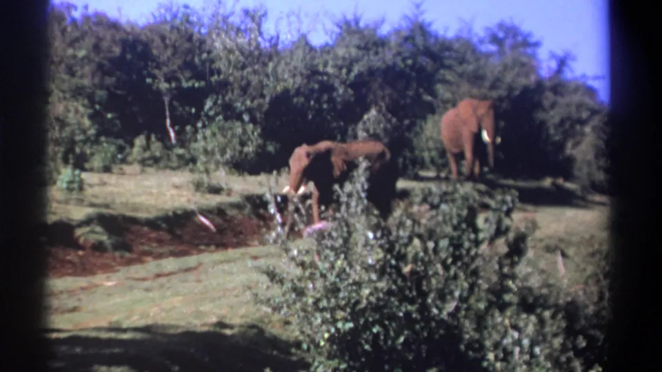 Kenya 1969 8mm frame with elephants crossing a sunlit clearing, one partly separated on the right near the tree line.