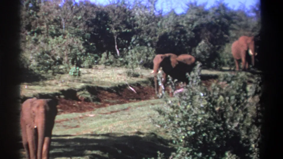 Kenya 1969 8mm frame showing one elephant closer to camera at lower left and two elephants farther back near the trees.