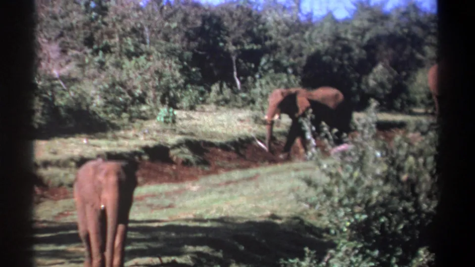 Kenya 1969 8mm frame with a foreground elephant facing the camera and another elephant near the ridge and wooded background.