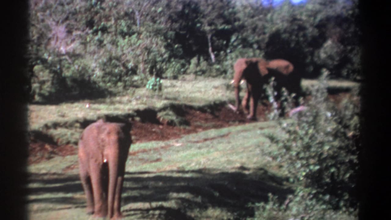 Two elephants in grassy terrain with shrubs and a tree line behind them.