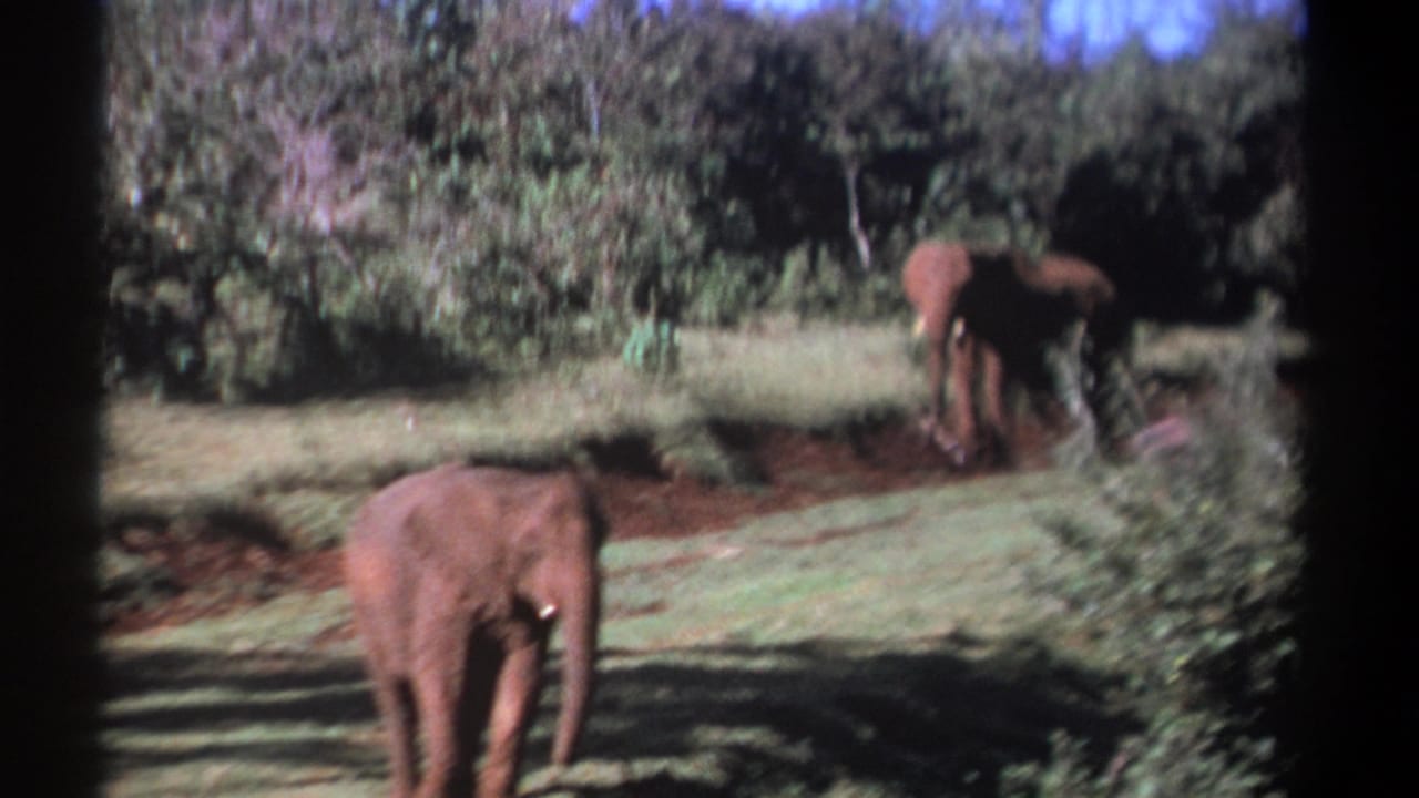 A foreground elephant faces the camera while another moves near shrubs in the background.