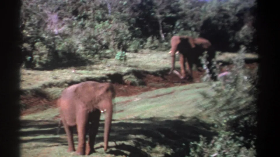 1969 Kenya 8mm frame showing a closer elephant in soft focus and a second elephant beyond a shallow ditch in green terrain.
