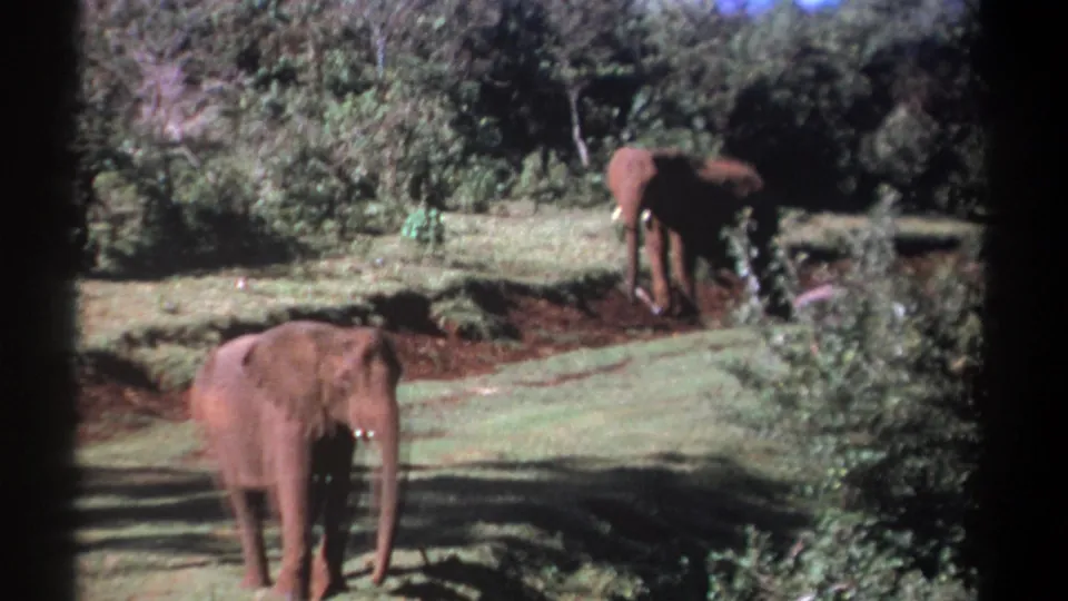 1969 Kenya 8mm frame with one elephant in the foreground and another near a shallow ditch against dense green vegetation.