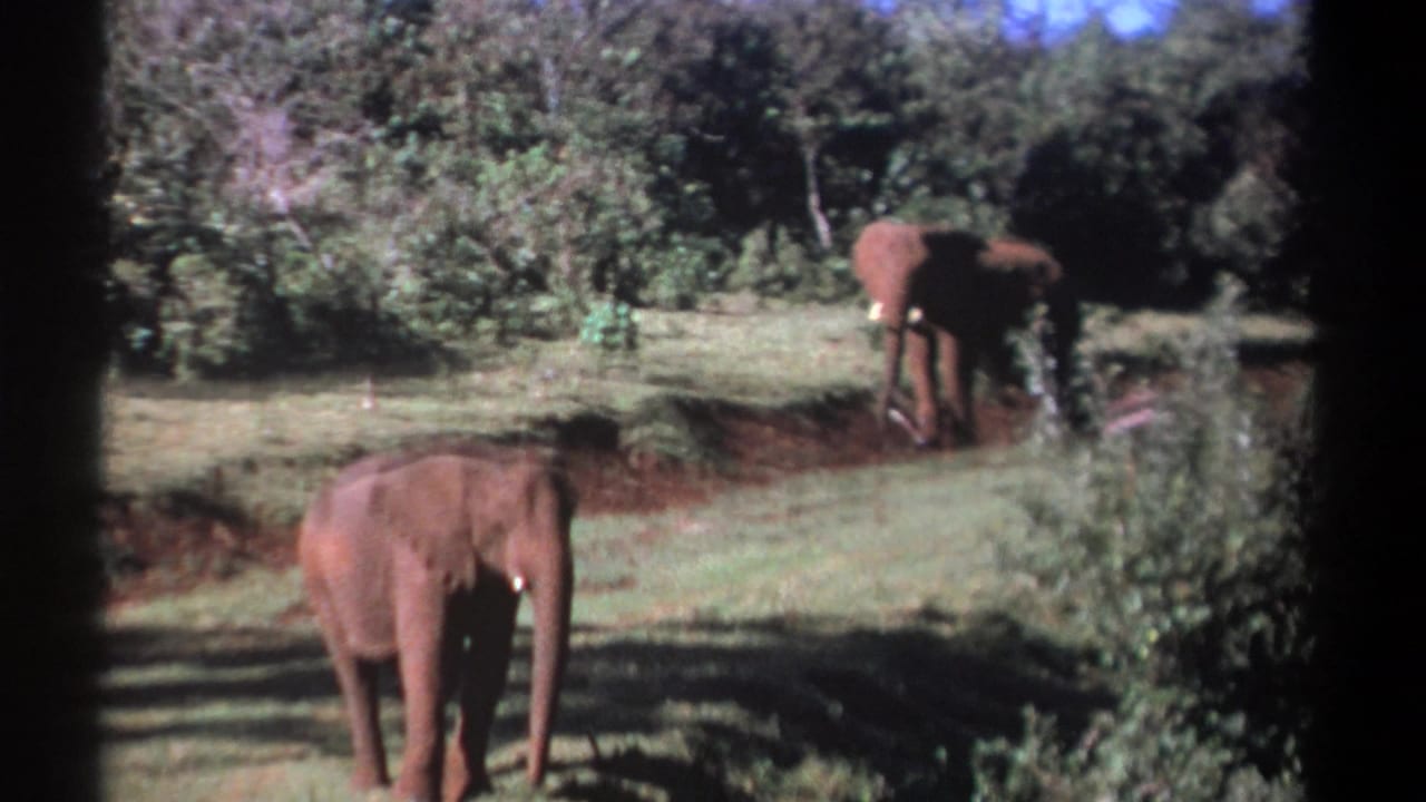Three elephants in a grassy clearing bordered by dense trees.