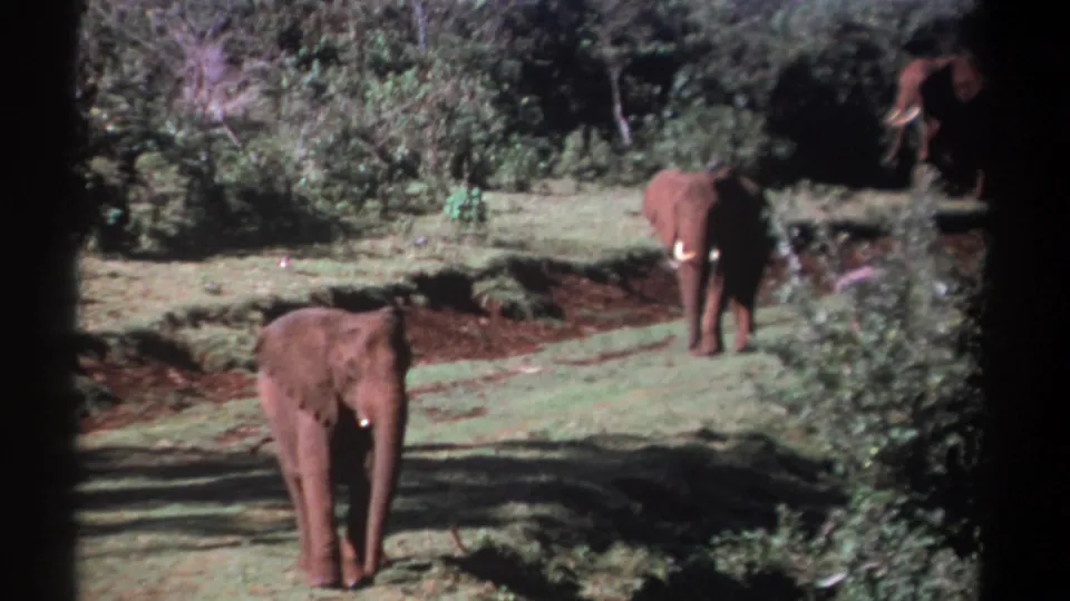 1969 Kenya 8mm frame with a young-looking elephant in the foreground and two elephants farther back near dense green shrubs.